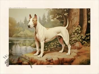 CFA Dog Bull Terrier 03